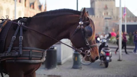 Steady shot next to horse on Bruges Belgium central square with city hall in Stock-Footage 329053486
