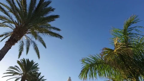 Steady shot of palm from below. Video stock 70511300