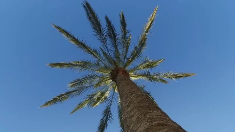Steady shot of palm in rotation. View from below. Video stock 70510929
