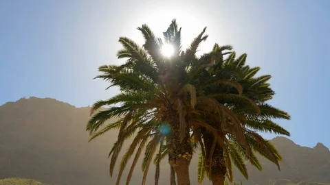 Steady Shot of a Palm Tree with Sun Flare in Frame 스톡 동영상 116559968