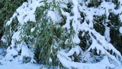 Steady shot of a patch of bamboo stalks bent to the ground, with fresh snow Vídeos de archivo 122674622