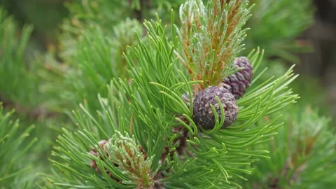 Steady shot of pine cone in the High Tatras, Slovakia 4k Stock Footage 168346596