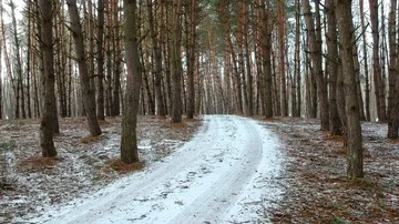 Steady shot in the pine forest path Stock Footage 86163378
