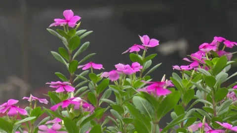 Steady Shot of Pink Bloom Stock Footage 321466118