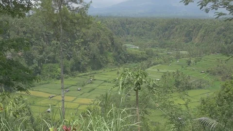 Steady shot of rice fields and landscape in Bali, Indonesia. 動画素材 90651170