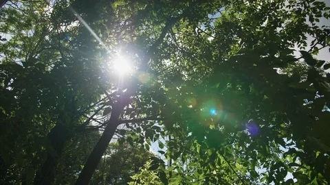 Steady shot of the sun through the trees Stock Footage 108677098