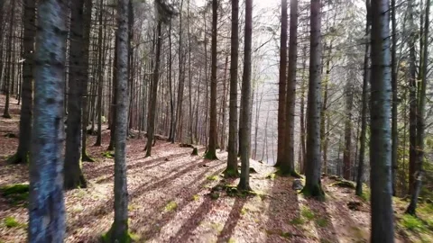 Steady shot through a scenic forest in fall Stock Footage 259719369