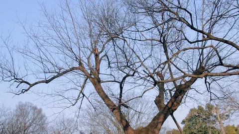 Steady shot of the tree across the sky with unlimit twig 스톡 동영상 91367698