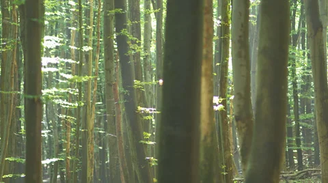 Steady Shot Of Tree Trunks In A Forest Stock Footage 36646494