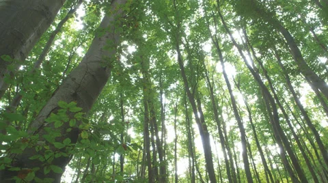 Steady Shot Of Trees In A Forest Stock Footage 36646507
