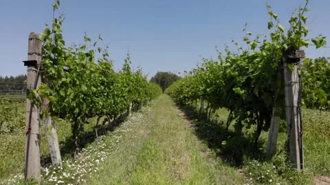 A steady shot of vineyard rows during a hot, dry and very bright afternoon. Stock Footage 131972187