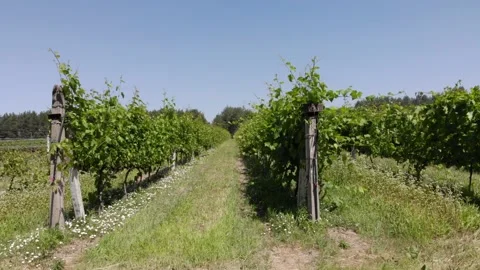 A steady shot of vineyard rows during a hot, dry and very bright afternoon. Stock-Footage 131974398