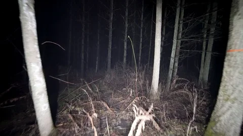 Steady shot walking at night through woods. Stock Footage