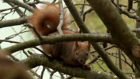 Steady slide shot of the red sqirrel standing on a tree Stock Footage 140302555