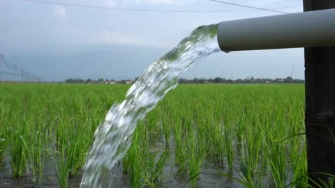 A steady stream of clear water pours from a white PVC irrigation pipe. Видео 333471687