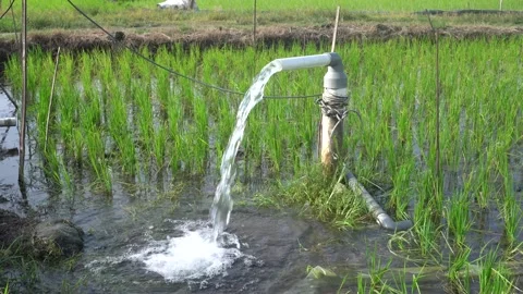 A steady stream of clear water pours from a white PVC irrigation pipe. Stock Footage 333471688