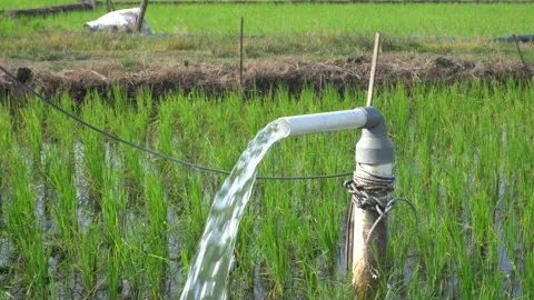 A steady stream of clear water pours from a white PVC irrigation pipe. Stock Footage 333471695