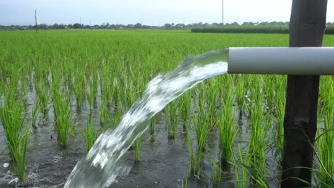 A steady stream of clear water pours from a white PVC irrigation pipe. 库存影片 333472540