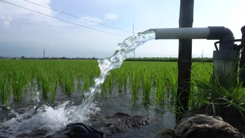 A steady stream of clear water pours from a white PVC irrigation pipe. Stock Footage 333472551