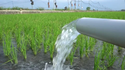 A steady stream of clear water pours from a white PVC irrigation pipe. 库存影片 333472617