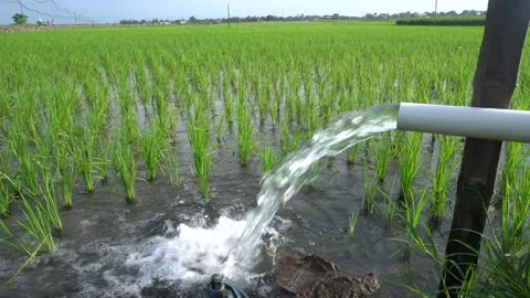 A steady stream of clear water pours from a white PVC irrigation pipe. Stock Footage 333472748