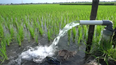 A steady stream of clear water pours from a white PVC irrigation pipe. Stock Footage 333472812