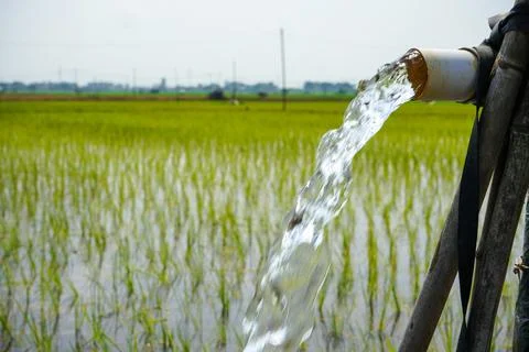 A steady stream of clear water pours from a white PVC irrigation pipe. Stock Photos
