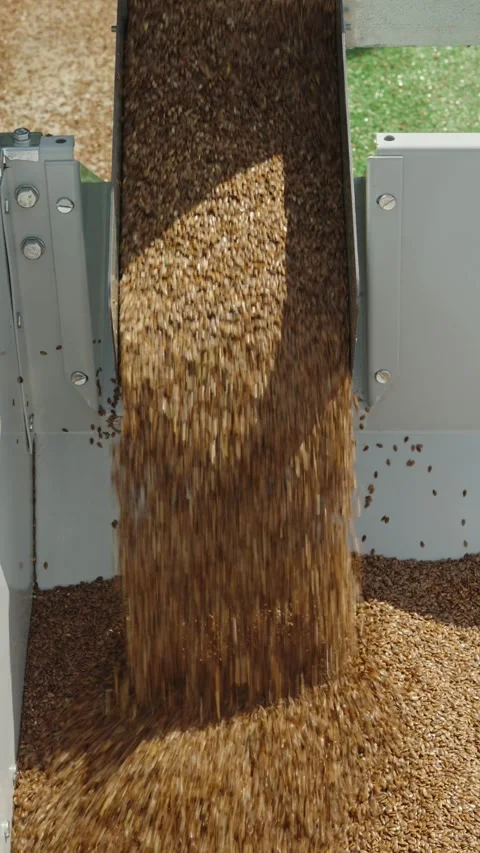A steady stream of golden grains pours down a metal chute into a storage Stock Footage 339912410