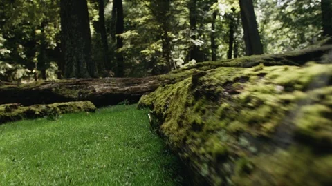 Steady tracking shot of fallen mossy tree trunk beside green grass Stock Footage 89518542