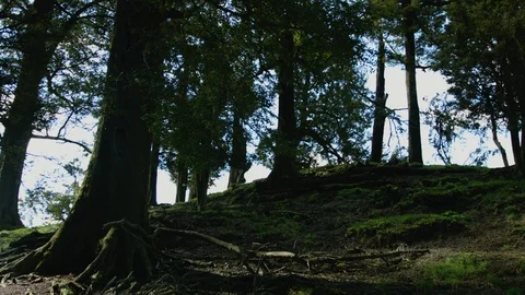 Steady tracking shot panning through the forest Vídeos de archivo 89519946