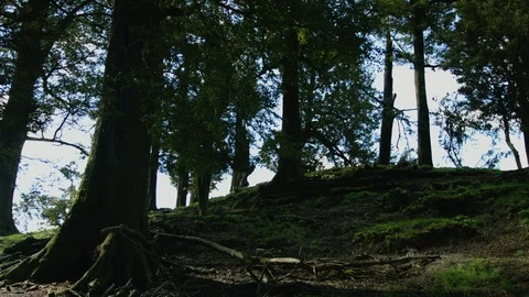 Steady tracking shot panning through the forest Stock Footage 89519982