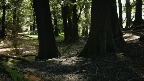 Steady tracking shot walking through a sunny forest Stock Footage 89519386