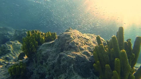 Steady Underwater View of School of Fish and Aquatic Life in Mediterranean Sea Stock-Footage 115940536