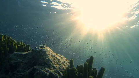 Steady Underwater View of School of Fish and Aquatic Life in Mediterranean Sea Stock Footage 115940540