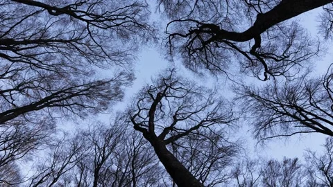 Steady upwards camera shot of tree tops. Observing natural patterns of 스톡 동영상 236678260