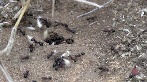 A steady view of Harvesting Ants taking bits of South African grassland Video stock 194502022
