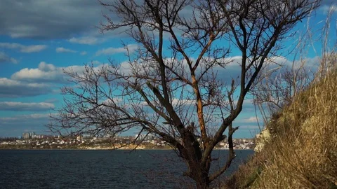 Steady view on old tree branches with white clouds floating slowly on clear blue Stock Footage 107335266