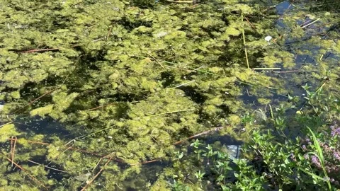 Steady view of a polluted pond covered in green algae with floating plastic Stock Footage 342466475
