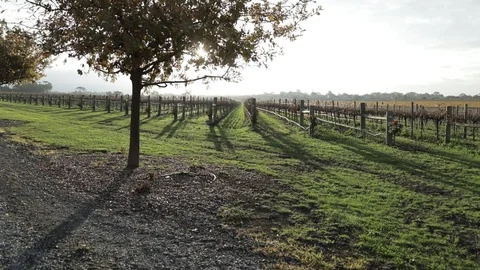 Steady Vine Shot Stock Footage 92116133