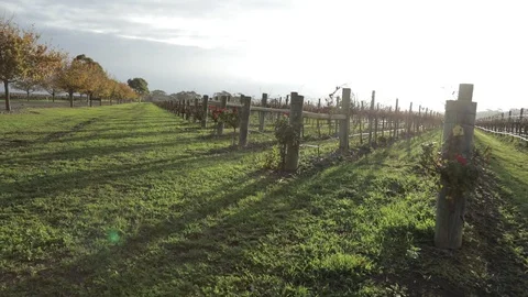 Steady Vine Shot Stock Footage 92116397