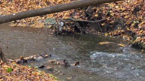 Steady Water Flow Through Autumn Landscape, Concept of Stability and Continuous Stock Footage 344248155