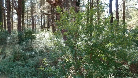 Steadycam around sapling Stock Footage 122466502