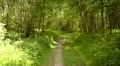 steadycam forest footpath HD 影片