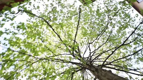 Steadycam shot around the tree to the sky Stock Footage 71889197