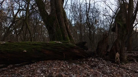 Steadycam shot of an old broken tree lying in the forest Video stock 123978900