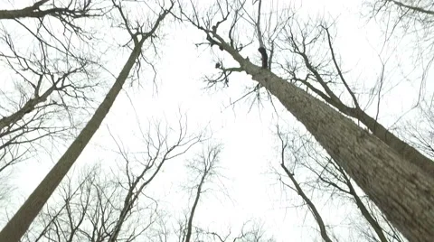 Steadycam Shot of A Winter Forest Stock Footage 62082452