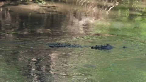 Stealth Alligator waiting and keeping an eye open Stock Footage 340368931