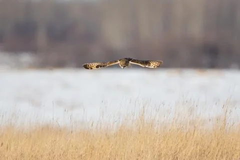Stealth Dive Stock Photos