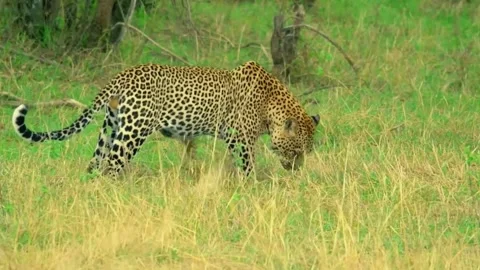 Stealthy Leopard Moving Through Tall Grass Stock Footage 314298558