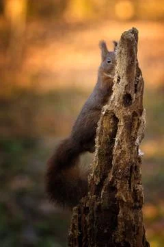 Stealthy red squirrel Stock Photos